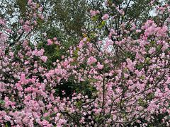 -杭州半山国家森林公园