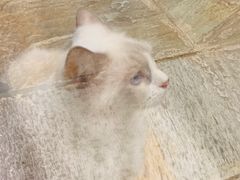 -猫咪博物馆(顶澳仔猫街店)