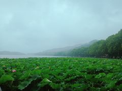 -西湖外事游船(花港观鱼码头)