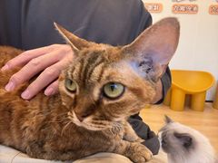 -有喵·猫咖·狗咖·30几只猫10只小狗(岗厦店)