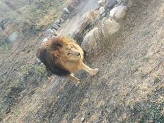 -石家庄市动物园