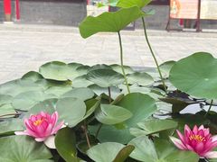 -慈恩寺