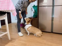 -多乐狗狗宠物训练工作室