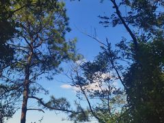 -火炉山森林公园