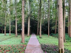 -东平国家森林公园