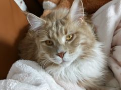 -关爱宠物医院·猫科中心·消化科(滨湖万达分院)