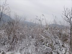 -武陵山森林公园