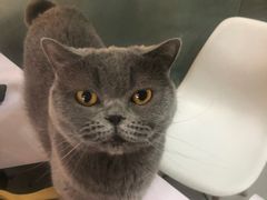 -我爱猫咪·猫咖·狗咖·安哥拉兔·羊驼咖(小寨华旗店)