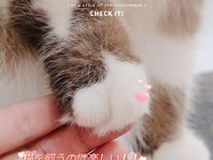 -喵园·猫主题咖啡厅·撸猫·猫咖(国贸店)