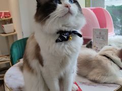 -喵喵咪呀布偶猫咖(春熙路店)