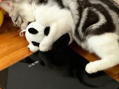 -lincat·猫舍(广州店)