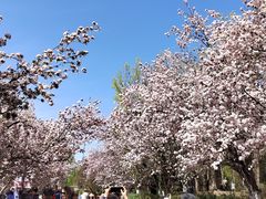 -元大都城垣遗址公园