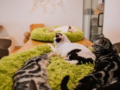 -有喵·猫咖·狗咖·30几只猫10只小狗(岗厦店)