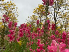 -天适樱花悠乐园