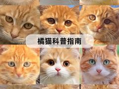 -翊宠yipet猫狗购宠庄园犬舍•猫舍