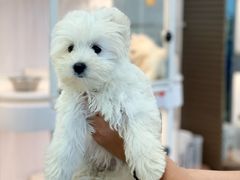 -翊宠yipet猫狗购宠庄园犬舍•猫舍