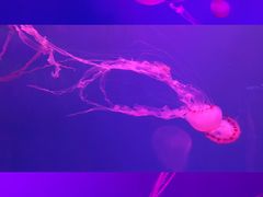 -左海海底世界
