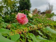 -天府芙蓉园