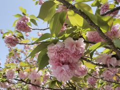 -高东镇樱花园