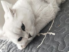 -平行世界·猫咖(首经贸店)