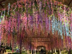 -莫里热带雨林景区