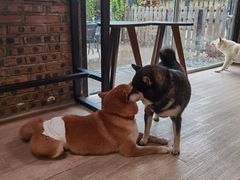 -柴犬高等学院·狗咖·柴犬售卖·宠物训练