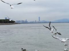 -深圳湾公园(南山区)