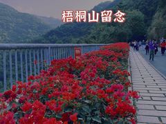 -梧桐山风景名胜区