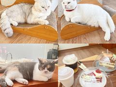 -有猫主题·治愈系猫咖(曾厝垵店)