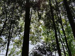 -桤木河湿地公园