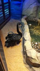 -酷嗒动物文化乐园(cutezoo西溪乐天城店)