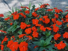 -广州市流溪河国家森林公园