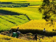 -万峰林风景区