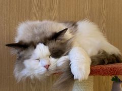 -猫腻·猫咖·撸猫馆(星光大道店)