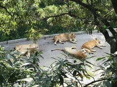 -大连森林动物园