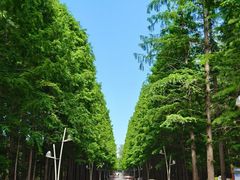 -日照海滨国家森林公园