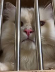 -米莱摄影写真(五大道别墅店)