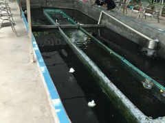 -小象钓虾·营地烧烤(洛溪店)