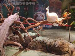 -正佳雨林生态植物园