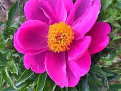 北纬44度·金珠花海景区-北纬44度·金珠花海休闲农业旅游景区