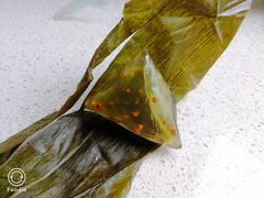 抹茶玄米星冰粽-星巴克(西湖天地店)