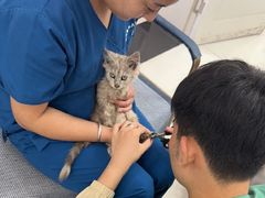 -派美特宠物医院·核磁CT·骨科肿瘤·疑难转诊(沈农禾丰店)