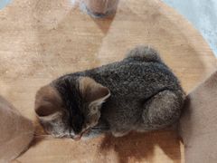 -楼上猫咖(罗湖店)