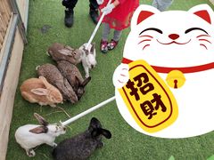 -麻涌飞鸭开心农场