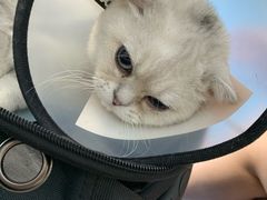 -佳怡动物医院·平价24小时·猫专科骨外科