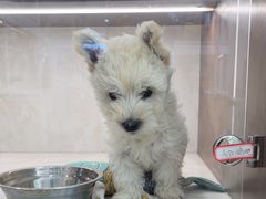 -翊宠yipet猫狗购宠庄园犬舍•猫舍