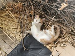 -爱侣宠医·鹦鹉专科·小型哺乳类·异宠专科(灵石路店)