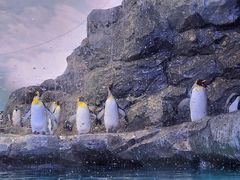 -新加坡飞禽公园