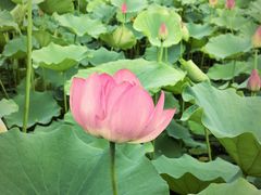 -莲花池公园