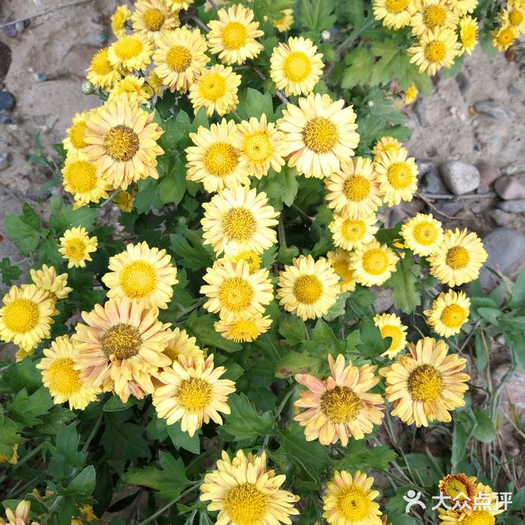 亦庄里比较大的街心花园